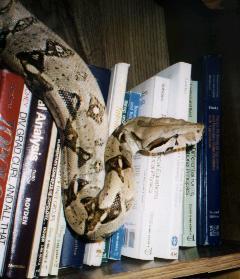 my pet snake doing math